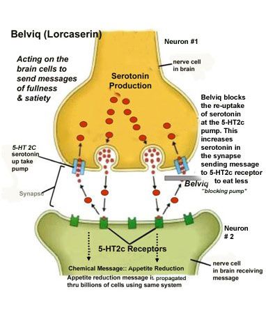 Belviq Acts on Serotonin Receptors in the Hypothalamus