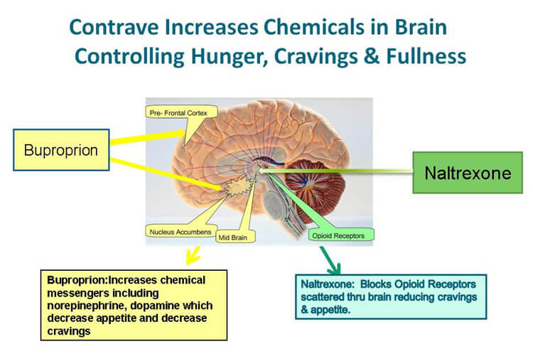 Contrave's Effects on the Brain