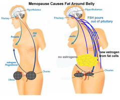 Menopause Hormone and Fat Distribution