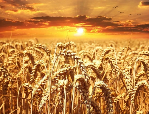 Whole Grains?  Assist Weight Loss