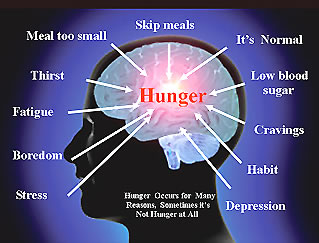 Causes of Hunger in the Brain