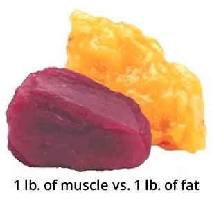 1 Pound of Muscle vs. 1 Pound of Fat