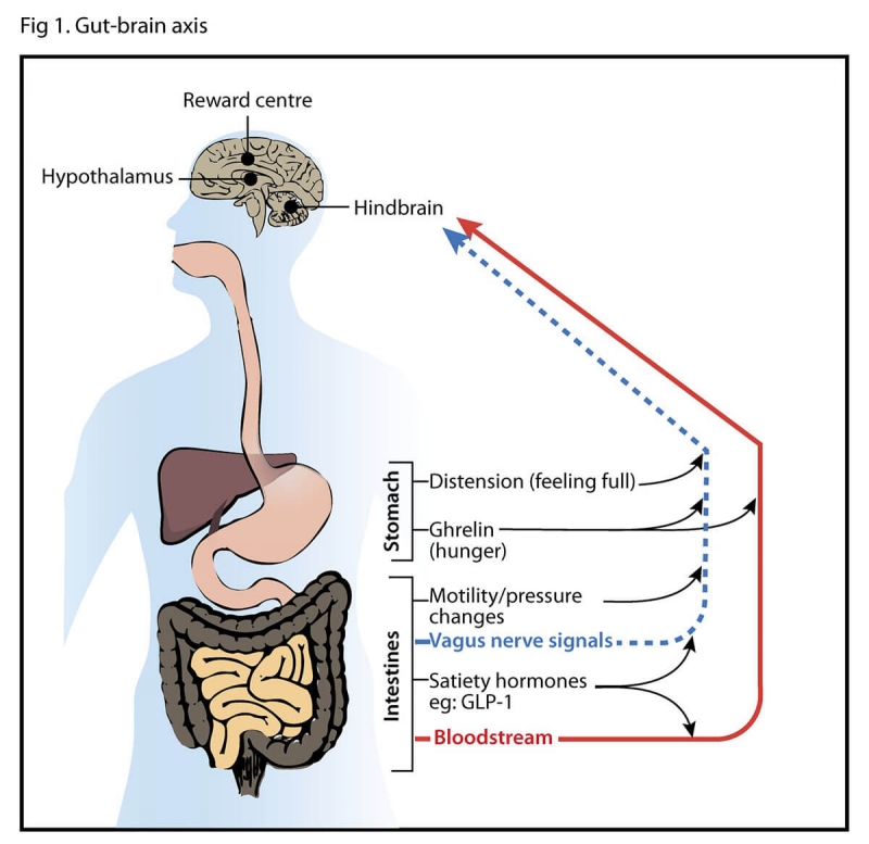 Hunger-Stomach-Brain Axis