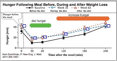 Hunger is increased after weight loss