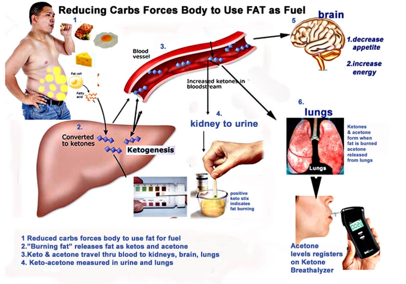 Keto Diet Plan - Ketosis Process