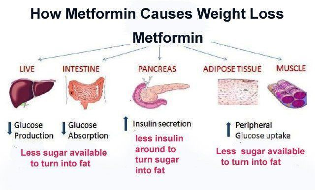 metformin works to produce weight loss
