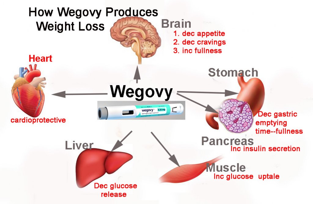 wegovy new weight loss medication